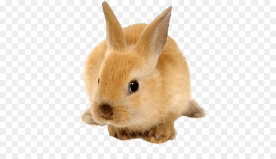 Rabbit Clip art - Fluffy rabbit png download - 528*510 - Free Transparent Rabbit png Download.