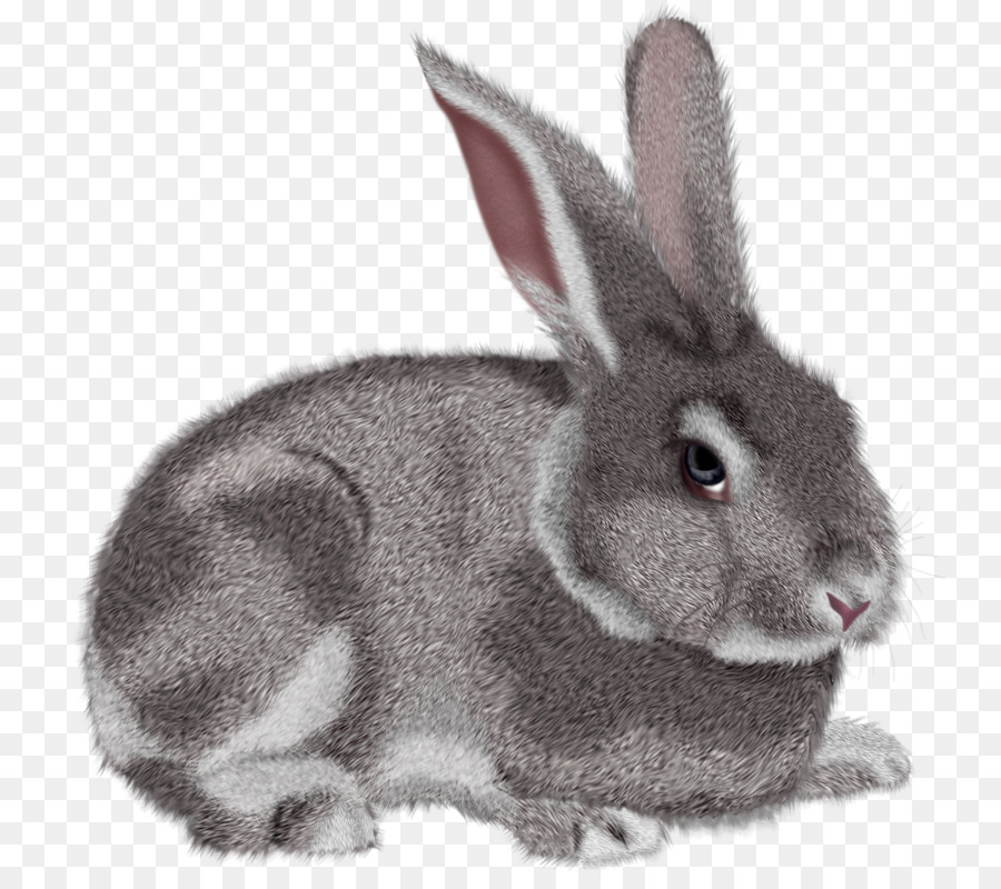 Hare Domestic rabbit Clip art - Bunny PNG png download - 800*790 - Free Transparent Hare png Download.