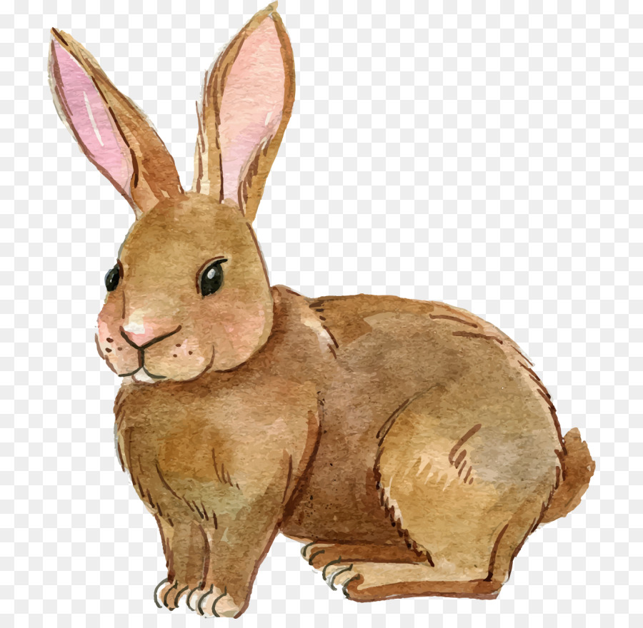 Clip art Portable Network Graphics European rabbit Image - rabbit png download - 768*867 - Free Transparent Rabbit png Download.