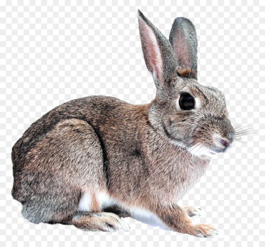 Domestic rabbit - Bunny Rabbit png download - 1200*1119 - Free Transparent Rabbit png Download.