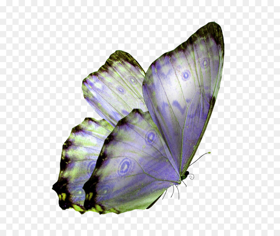 Glasswing butterfly Monarch butterfly Clip art - butterfly png download - 700*746 - Free Transparent Butterfly png Download.
