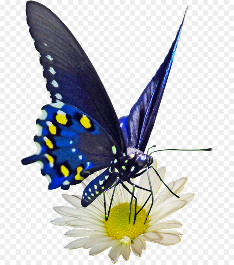 Monarch butterfly Gossamer-winged butterflies Butterflies and moths - flower png download - 738*1018 - Free Transparent Monarch Butterfly png Download.