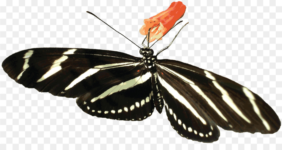Butterfly Insect Clip art - zebra png download - 1835*945 - Free Transparent Butterfly png Download.