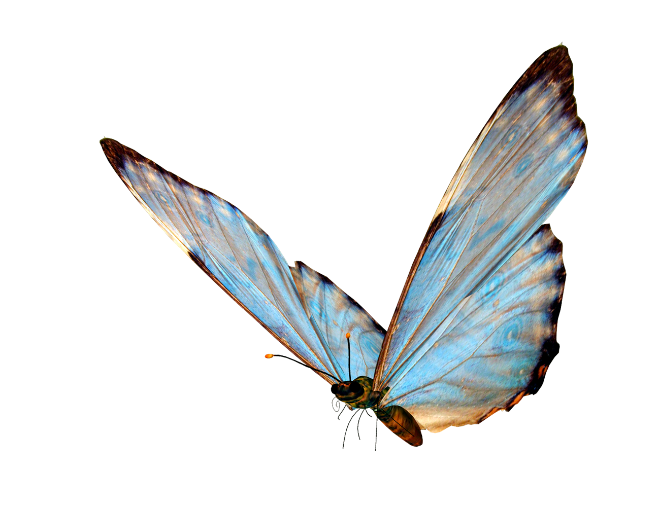 Прозрачная картинка. Бабочка на прозрачном слое. Мотылек на прозрачном фоне. Бабочка летит на белом фоне.