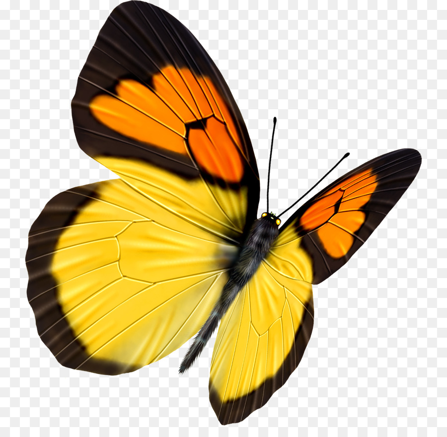 Butterfly Transparency and translucency - Cute butterfly png download - 800*867 - Free Transparent Butterfly png Download.