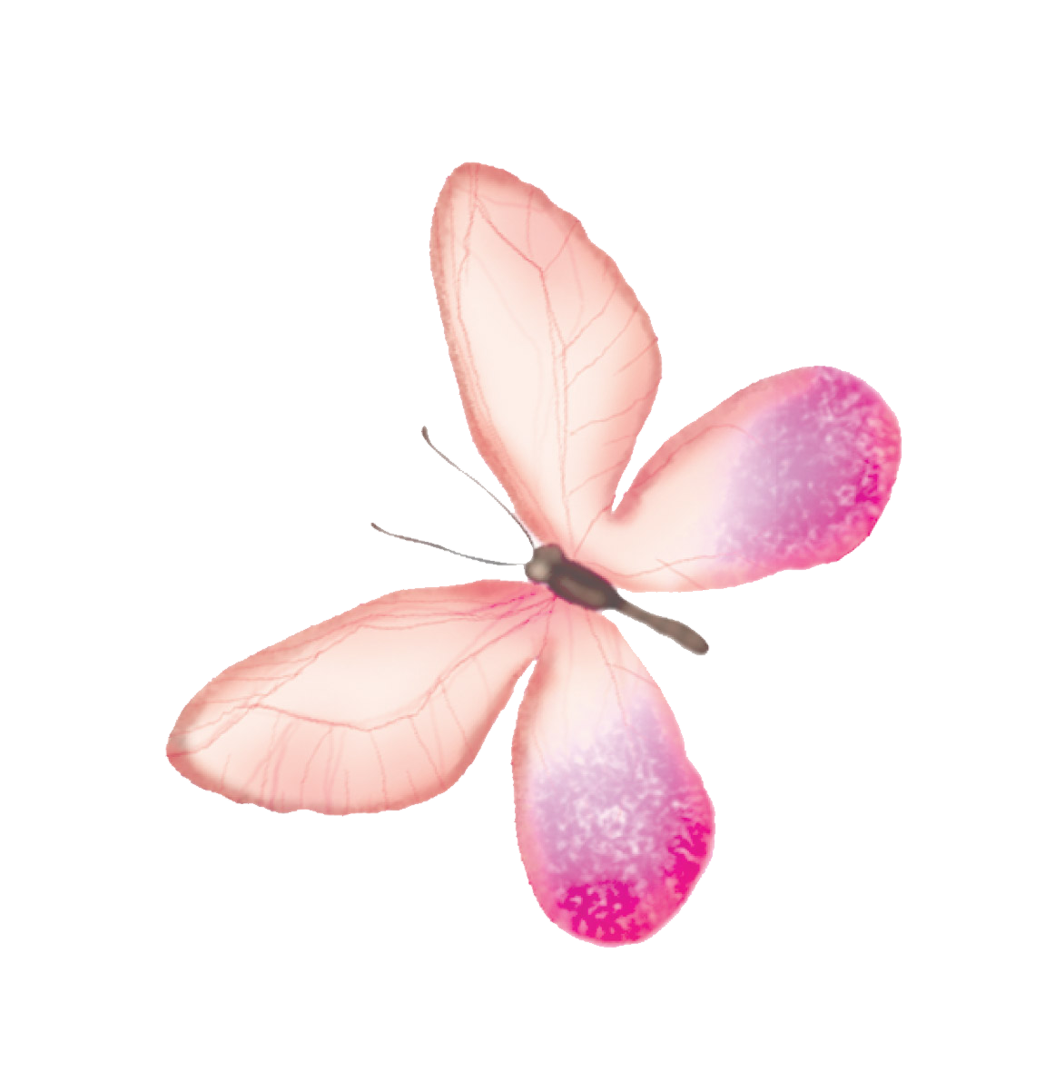 Белая розовая бабочка. Розовые бабочки. Акварельные бабочки розовые. Нежные бабочки на прозрачном фоне. Бабочка розовая акварель.