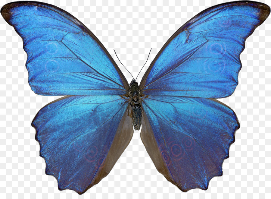 Butterfly Menelaus blue morpho Morpho didius Morphinae - butterfly png download - 1166*838 - Free Transparent Butterfly png Download.