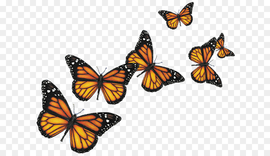 Butterfly Insect Computer Icons - Butterflies Png png download - 680*516 - Free Transparent Butterfly png Download.