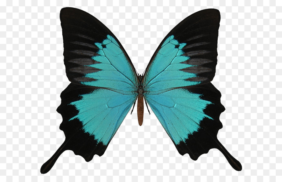 Butterfly Clip art - Butterfly Png Image png download - 1700*1500 - Free Transparent Butterfly png Download.