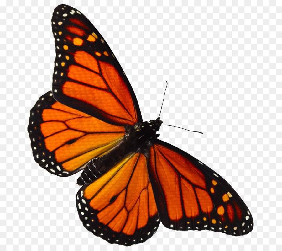 Monarch butterfly Pieridae Lycaenidae - monarch clipart png download - 757*800 - Free Transparent Monarch Butterfly png Download.