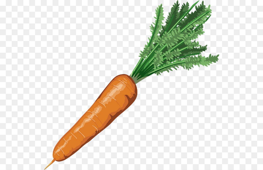 Carrot Drawing Nutrient Vegetable - carrot png download - 600*580 - Free Transparent Carrot png Download.