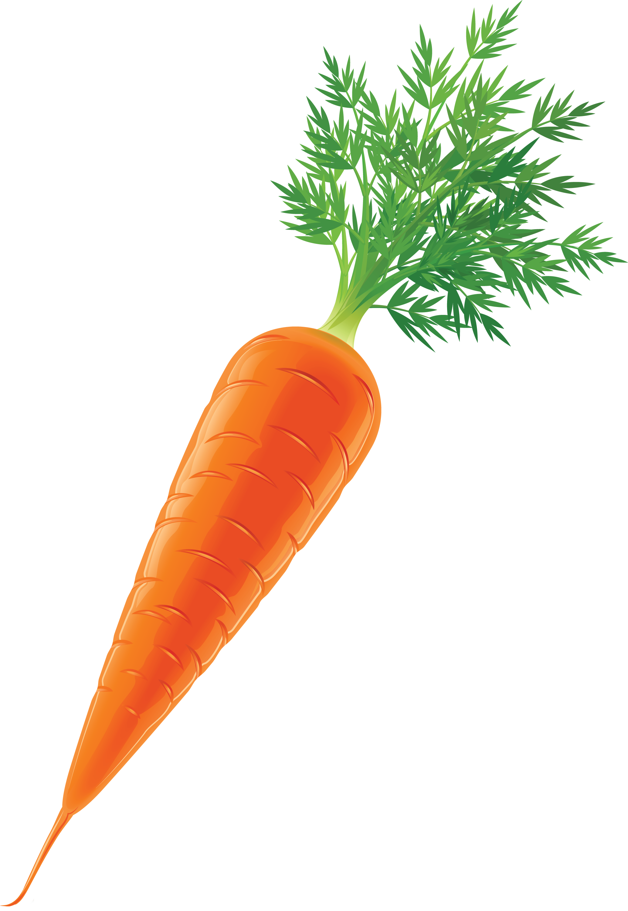 Carrot Vegetable Stock Clip art - carrot png download - 2069*3000 ...