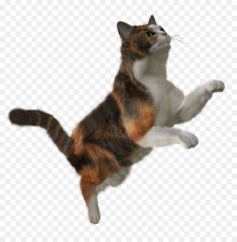 Cat Kitten Clip art - cats png download - 1000*1020 - Free Transparent Cat png Download.