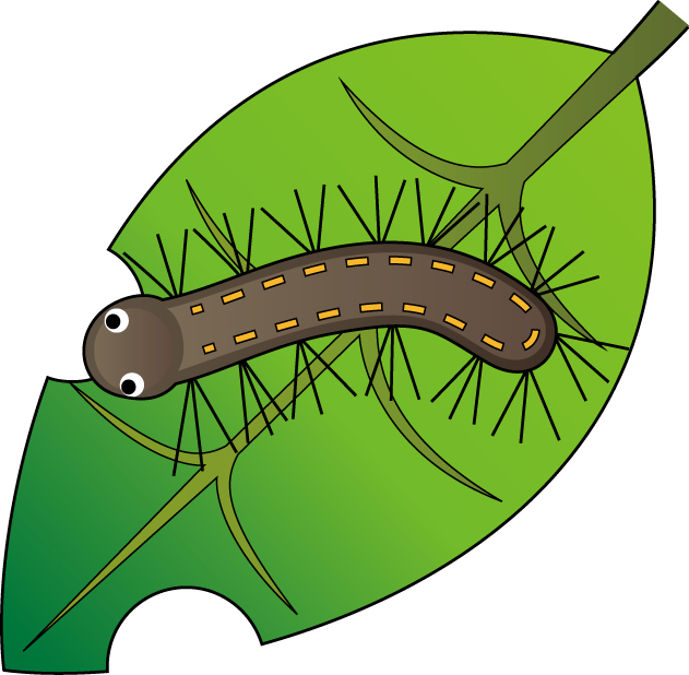 Caterpillar Worm Butterfly Clip art - caterpillar png download - 631* ...