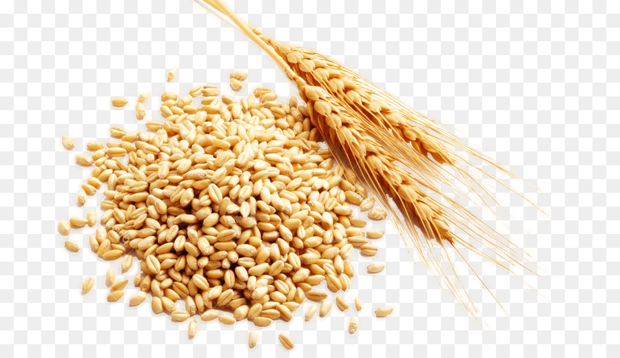Cereal Grain Harvest - rice png download - 736*515 - Free Transparent Cereal png Download.