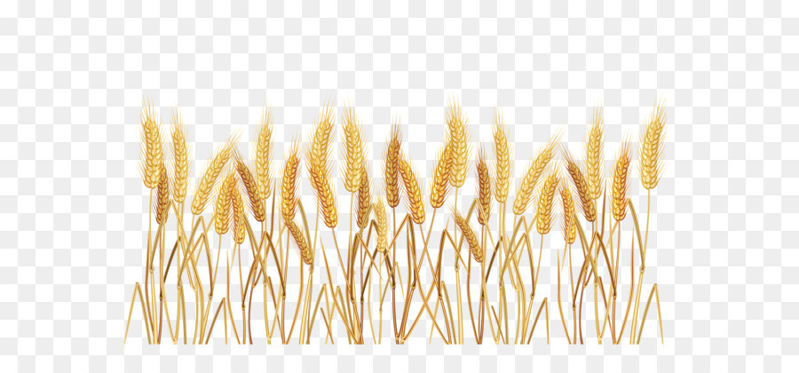 Wheat Cereal Clip art - Wheatgrass Transparent PNG Clipart Picture png download - 2690*1674 - Free Transparent Common Wheat png Download.