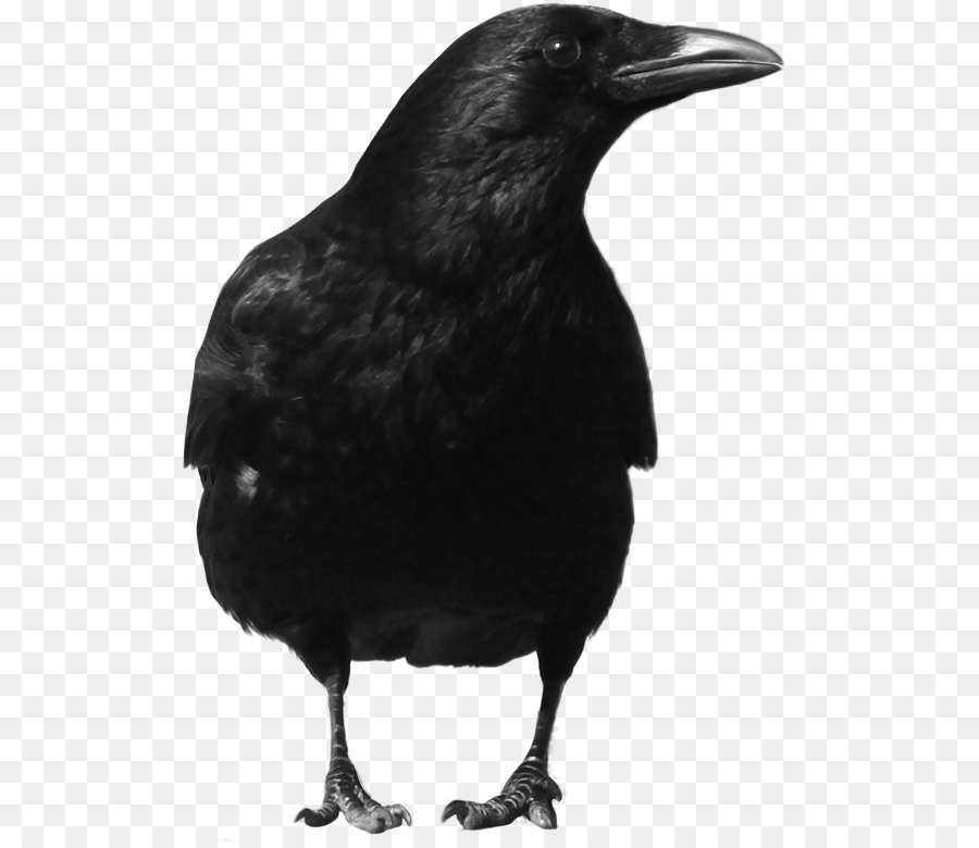 Crow Clip art - crow png download - 566*773 - Free Transparent Crow png Download.