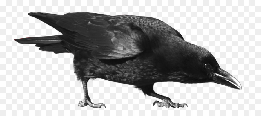 Crow Clip art - crow png download - 800*400 - Free Transparent Crow png Download.
