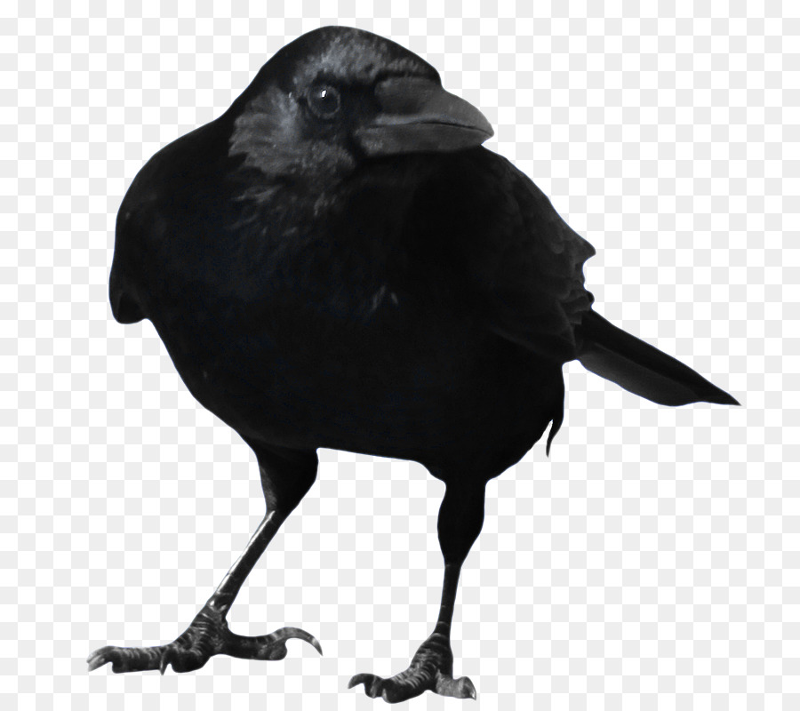 Crow Clip art - crow png download - 800*800 - Free Transparent Crow png Download.