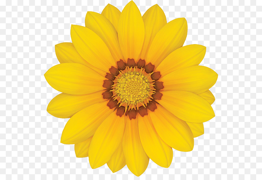 Common sunflower Yellow Stock photography Transvaal daisy - Gazania Transparent PNG png download - 600*609 - Free Transparent Flower png Download.