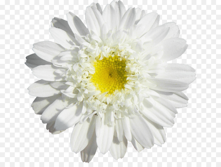 Margarita Common daisy Drawing - camomile png download - 700*665 - Free Transparent Margarita png Download.