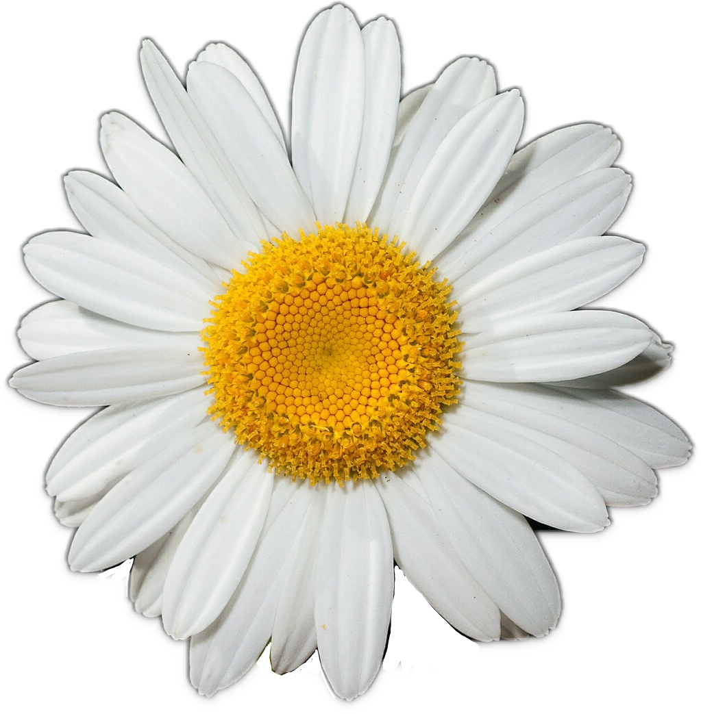 Daisy Flower Transparent Png Clip Art Image In 2021 Flower | Images and ...