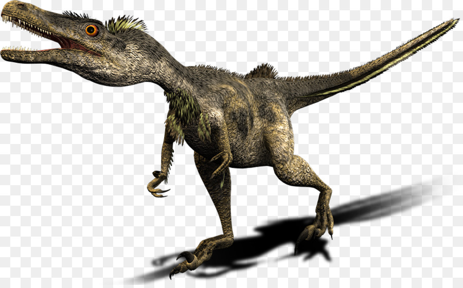 Velociraptor Tyrannosaurus Deinonychus Spinosaurus Carnotaurus - dinosaur png download - 945*582 - Free Transparent Velociraptor png Download.
