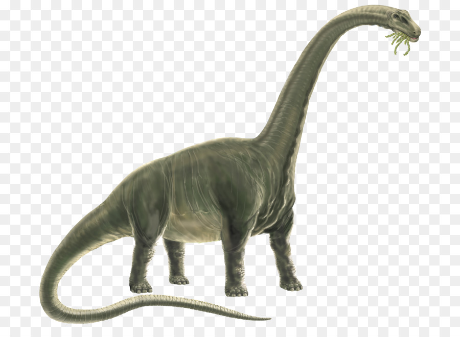 Dinosaur Terrestrial animal - dinosaur png download - 768*642 - Free Transparent Dinosaur png Download.
