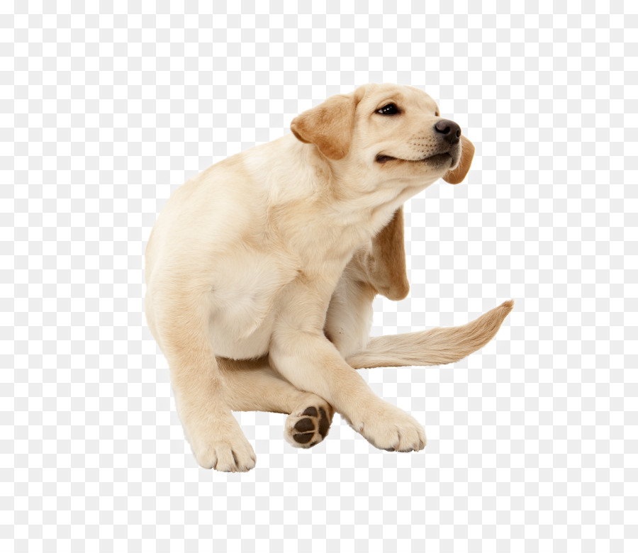 Dog Cat Mange Allergy Veterinarian - Dog png download - 750*761 - Free Transparent Dog png Download.