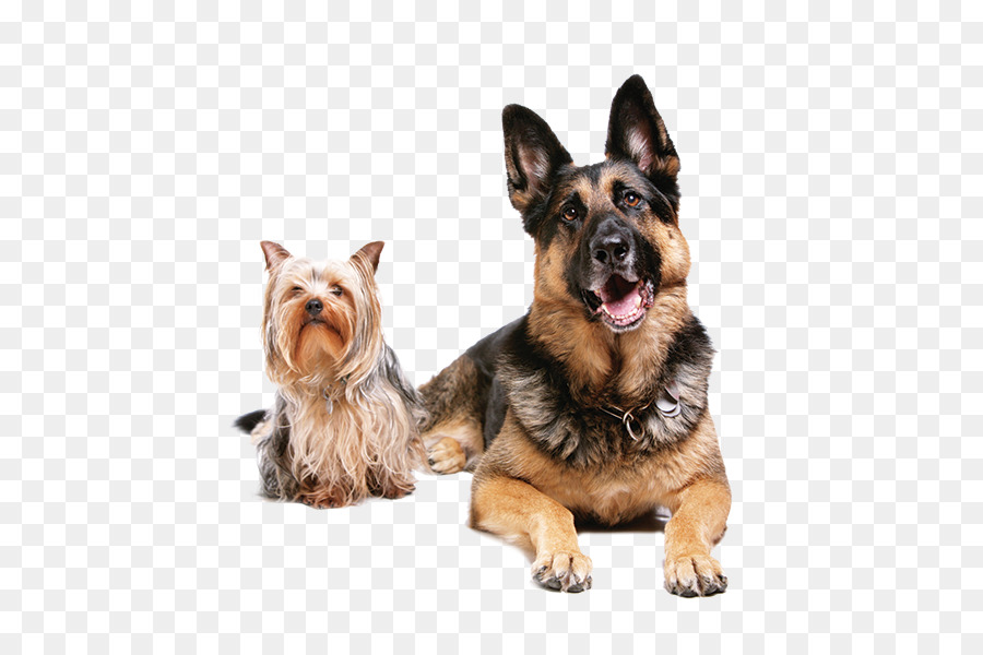 Pet sitting Dog Cat Veterinarian - Dog png download - 600*600 - Free Transparent Pet Sitting png Download.
