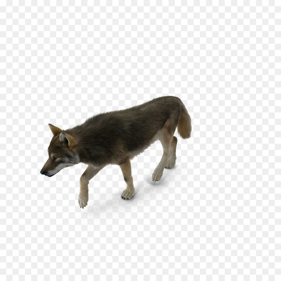 Dog breed Coyote - Grey Wolf png download - 1000*1000 - Free Transparent Dog png Download.