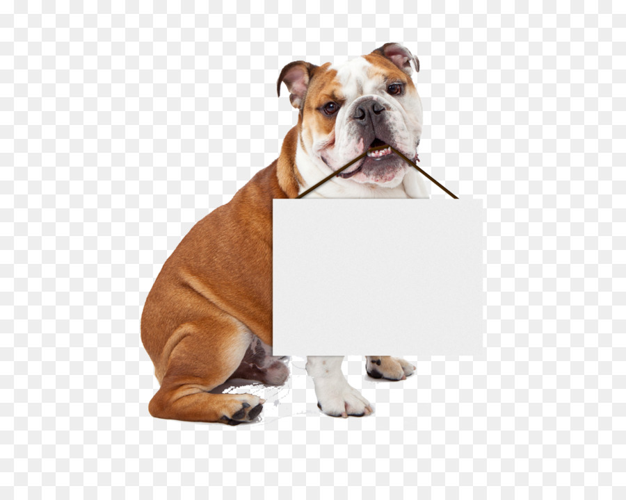 Dog Puppy Pet Veterinarian Cat - Dog png download - 1000*800 - Free Transparent Dog png Download.