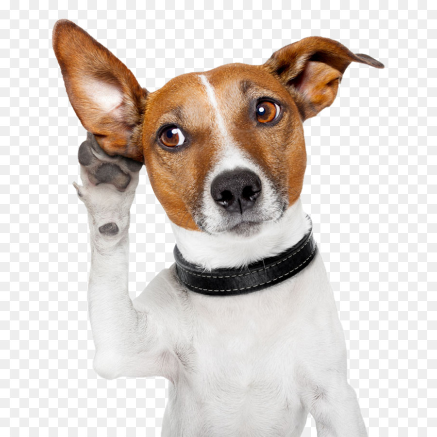Dog Pet Ear Cropping Otitis - dog summer png jack russell png download - 1024*1024 - Free Transparent Dog png Download.