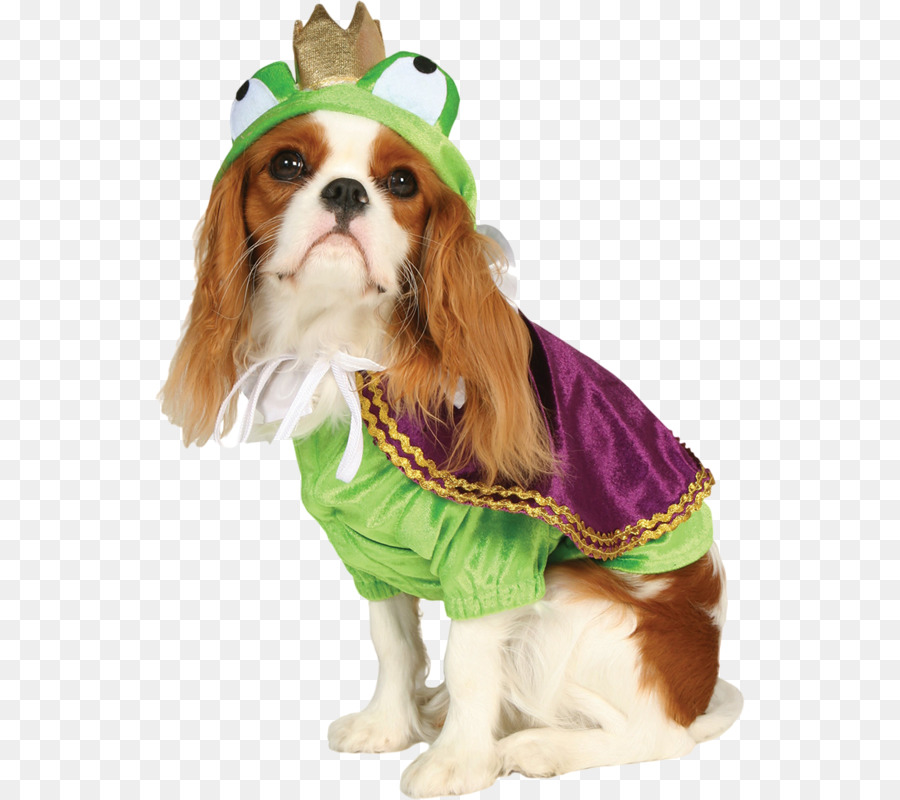 Dog Costume Pet Clothing - Meng pet dog png download - 590*800 - Free Transparent Dog png Download.