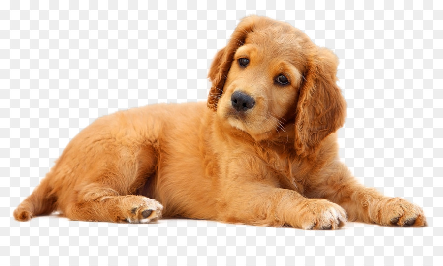 Dog Pet Puppy Cat - Dog png download - 1725*1000 - Free Transparent Dog png Download.