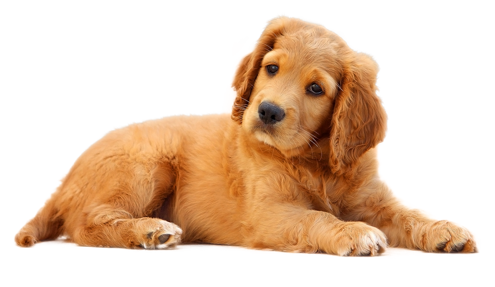 Dog Pet Puppy Cat - Dog png download - 1725*1000 - Free Transparent Dog ...