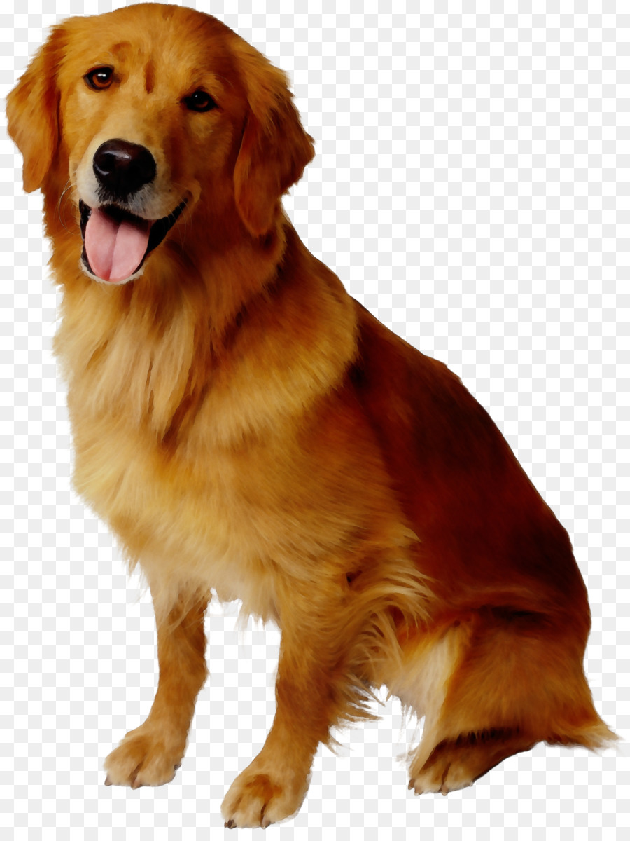 Dog Cat Pet sitting Conair -  png download - 2284*3006 - Free Transparent Dog png Download.