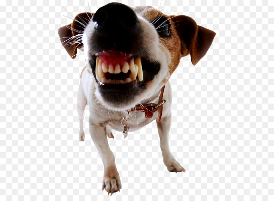 Dog bite prevention Biting Pet - Dog png download - 532*650 - Free Transparent Dog png Download.