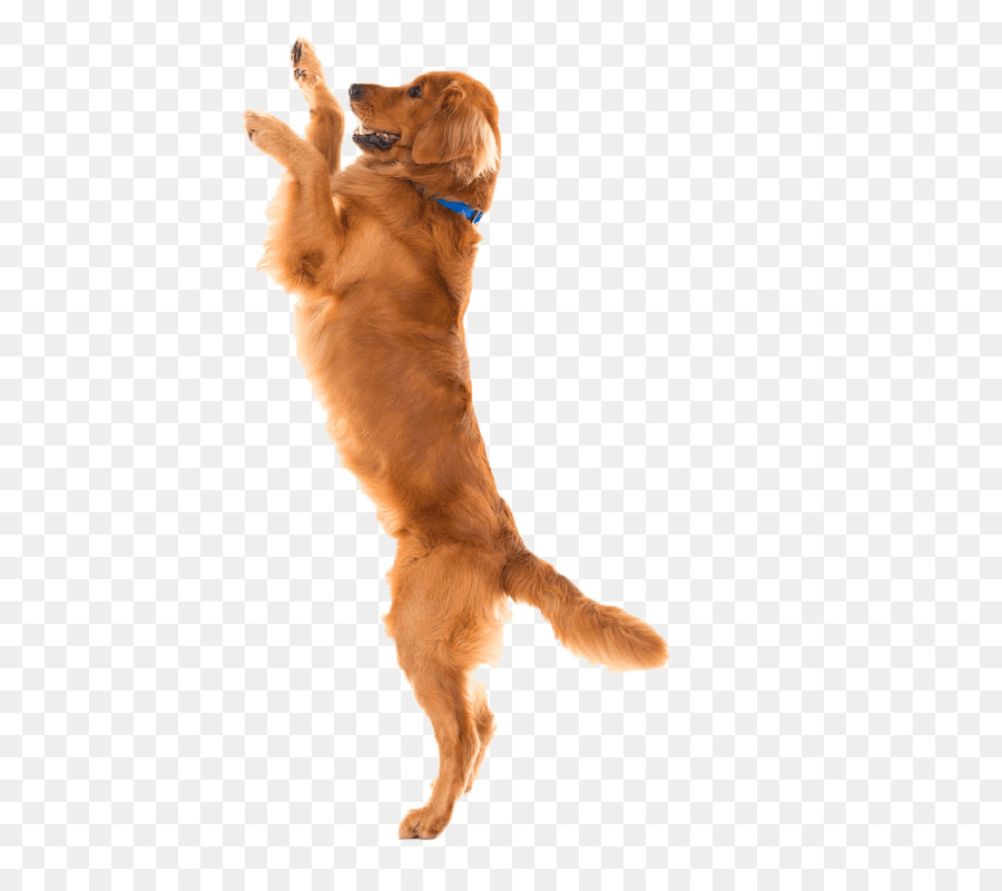 Dog Food Cat Joint Pet - Dog png download - 574*800 - Free Transparent Dog png Download.