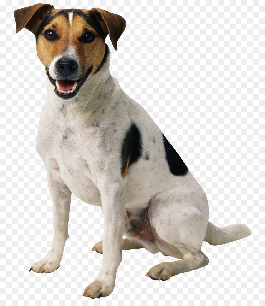 Dog Puppy Clip art - dogs png download - 839*1024 - Free Transparent Dog png Download.