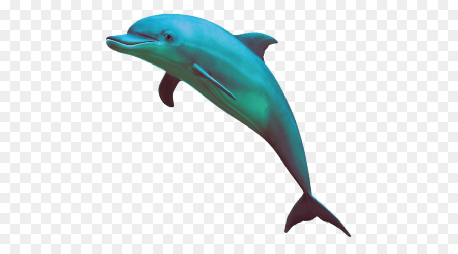 Dolphin Computer Icons Clip art - aesthetics png download - 500*500 - Free Transparent Dolphin png Download.
