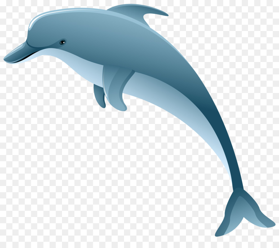 Common bottlenose dolphin Short-beaked common dolphin Tucuxi Wholphin - dolphin png download - 8000*6984 - Free Transparent Common Bottlenose Dolphin png Download.