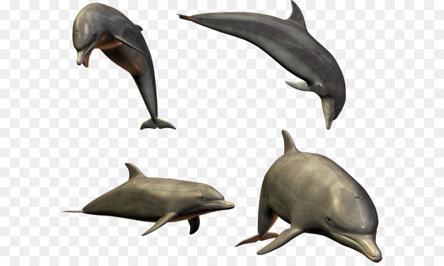 Dolphin Shark - Dolphins PNG image png download - 3599*2951 - Free Transparent Dolphin png Download.