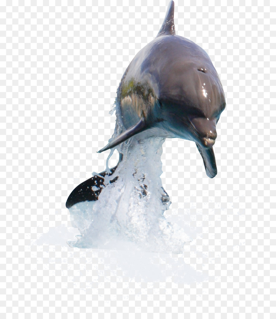 Dolphin Desktop Wallpaper Clip art - walrus png download - 798*1024 - Free Transparent Dolphin png Download.
