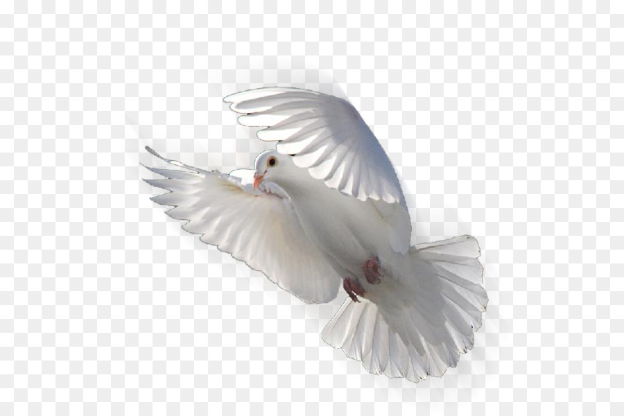 Columbidae Doves as symbols Release dove Bird - Geese fly png download - 800*600 - Free Transparent Columbidae png Download.