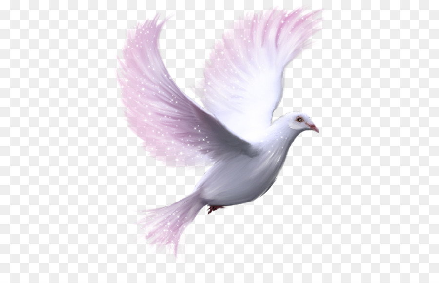 Columbidae Release dove Clip art - pigeon png download - 450*573 - Free Transparent Columbidae png Download.