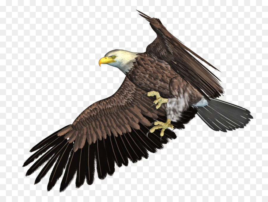 Eagle Bird DeviantArt - eagle png download - 1024*768 - Free Transparent Eagle png Download.