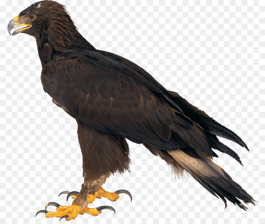 Bald Eagle - eagle png download - 850*753 - Free Transparent Bald Eagle png Download.