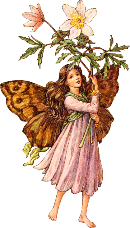 Fairy Harry Potter Flower fairies of the summer Goblin - Fairy png ...