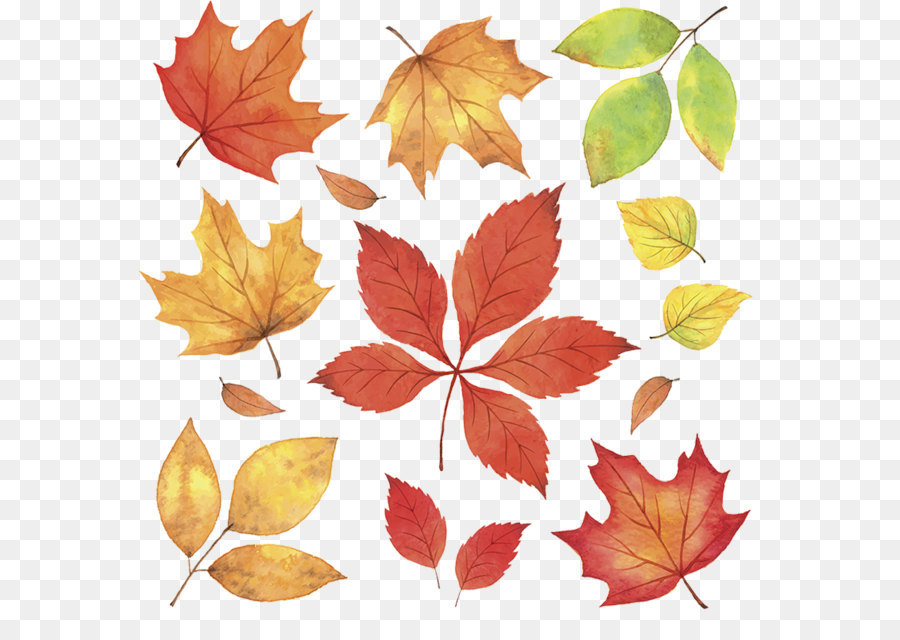 Autumn Leaves Leaf Illustration - Maple leaves fall png download - 945*906 - Free Transparent Autumn Leaves png Download.